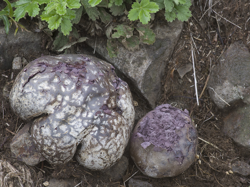 Calvatia fragilis